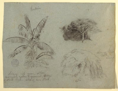 Desenho, Esboços Botânicos, América do Sul, maio de 1853  de Frederic Edwin Church