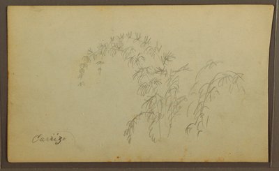 Desenho, Esboços Botânicos; Verso: Esboços Botânicos, 1857 de Frederic Edwin Church