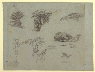 Desenho, Esboços botânicos da América do Sul: uma palmeira, grupos de árvores, galhos pendurados, uma grande árvore ao lado de uma casa e um grou voador, 1853, provavelmente maio de Frederic Edwin Church