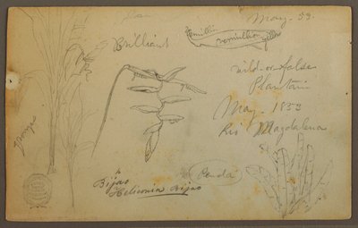 Desenho, Esboços Botânicos do Rio Magalena, Colômbia, maio de 1853 de Frederic Edwin Church