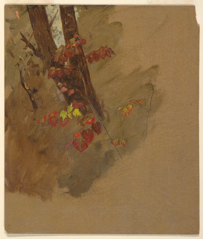 Desenho, Estudos Botânicos, 1860-70 de Frederic Edwin Church