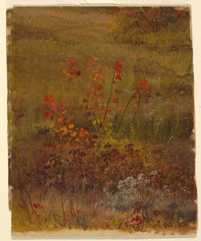 Desenho, Estudos Botânicos, outubro de 1865 de Frederic Edwin Church