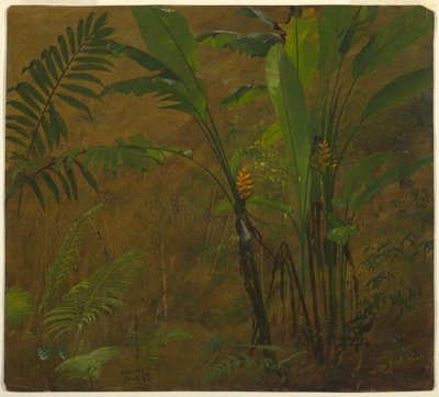 Desenho, Estudos botânicos da Jamaica, Índias Ocidentais, junho de 1887 de Frederic Edwin Church