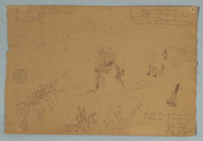 Desenho. Esboços botânicos e de nuvens perto de Quito, Equador de Frederic Edwin Church