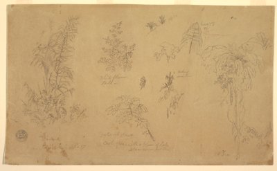 Desenho, esboços botânicos, "perto de Jorje", 23 de julho de 1857 de Frederic Edwin Church