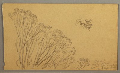 Desenho, Árvores parecidas com arbustos, possivelmente 1865-66 de Frederic Edwin Church