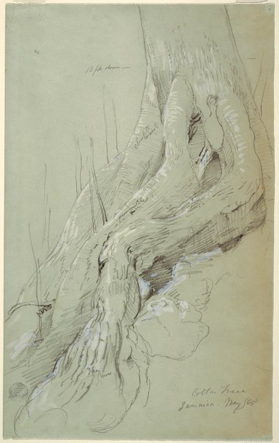 Desenho, Raízes de algodoeiro a crescer numa encosta, Jamaica, maio de 1865 de Frederic Edwin Church