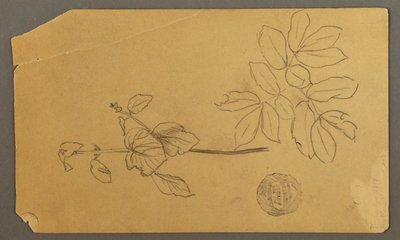 Desenho, Desenho.  Esboços.  Caule de uma planta.   Ramos com folhas, possivelmente 1877 de Frederic Edwin Church