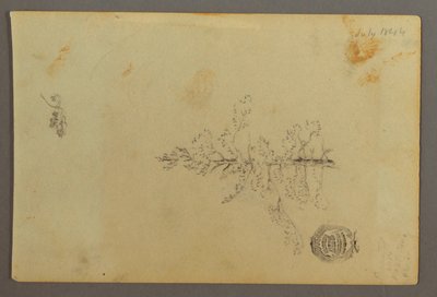 Desenho, Árvore perene, 1844 de Frederic Edwin Church