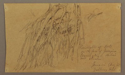 Desenho, Raízes suspensas, Galleway Hill, agosto de 1865 de Frederic Edwin Church