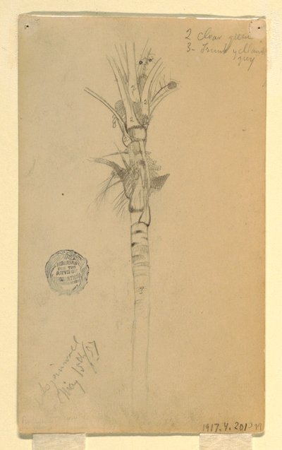 Desenho, folhas e caule de uma palmeira, Aspinwall, Panamá, 15 de maio de 1857 de Frederic Edwin Church