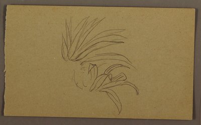 Desenho, Planta de lírio, 1865 de Frederic Edwin Church