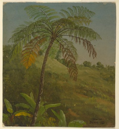Desenho, Palmeira, Jamaica, junho de 1865 de Frederic Edwin Church