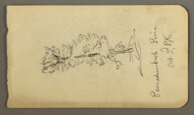 Desenho, Pinheiro, 1878 de Frederic Edwin Church