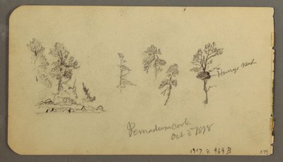 Desenho, Estudos de pinho, 1878 de Frederic Edwin Church