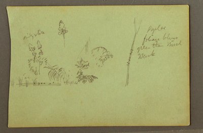 Desenho, Estudos de plantas, possivelmente 1856 de Frederic Edwin Church