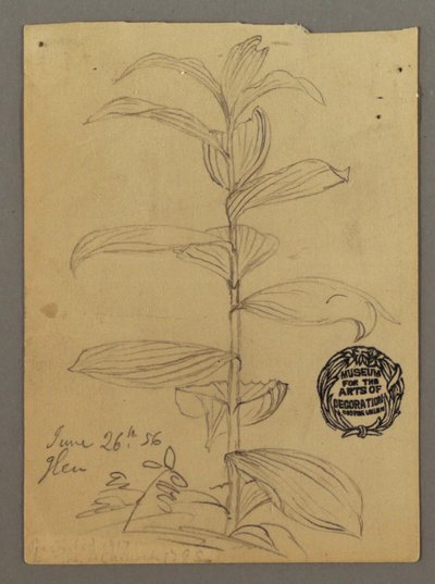 Desenho, Estudo de plantas, 26 de junho de 1856 de Frederic Edwin Church