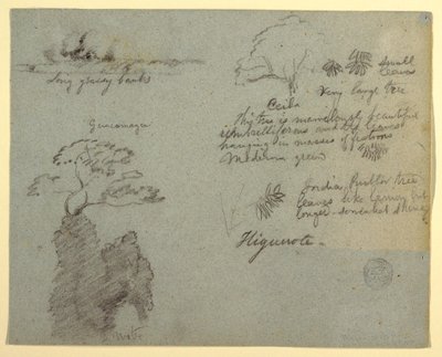 Desenho, margem do rio e esboços botânicos de Higuerote, Equador, maio de 1853  de Frederic Edwin Church