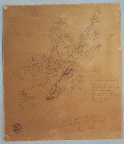Desenho, Árvore robusta no Banco Canadiano abaixo das Cataratas do Niágara, setembro de 1856 de Frederic Edwin Church