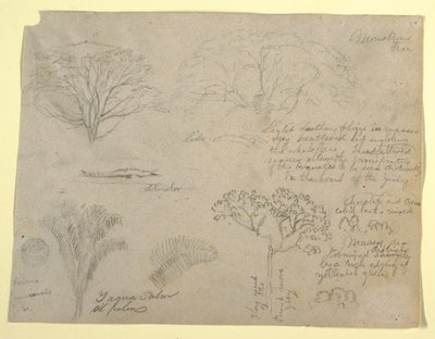 Desenho, Série de estudos botânicos, incluindo um jacaré e uma árvore monstruosa, vistos do Rio Magdalena, Colômbia, 1853 de Frederic Edwin Church