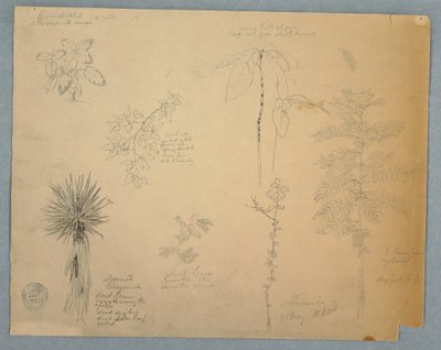 Desenho, Baioneta espanhola com uma árvore e cinco outros estudos de plantas, Jamaica, maio de 1865 de Frederic Edwin Church