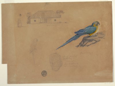 Desenho, Estudos de Guaccamaya, Bogotá, Colômbia, junho-julho de 1853 de Frederic Edwin Church