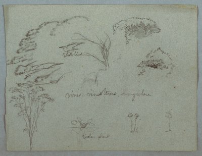 Desenho, Estudos do Rio Magdalena, Colômbia:  copas das árvores, pássaro branco voador, trepadeiras e três plantas com flores, 1853, provavelmente maio de Frederic Edwin Church