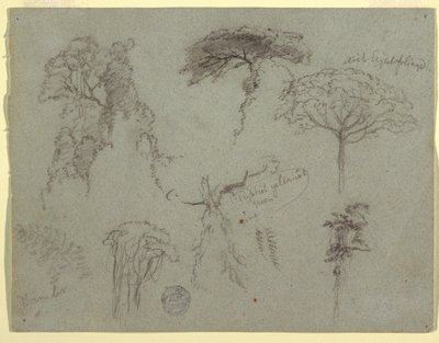 Desenho, Estudos de árvores, Equador, 1853 de Frederic Edwin Church