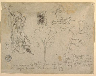 Desenho, Estudos de árvores e plantas vistos do Rio Magdalena, Colômbia, 1853 de Frederic Edwin Church