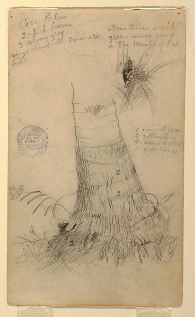 Desenho, Estudos de um coqueiro, maio e junho, 1857 de Frederic Edwin Church