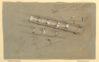 Desenho, Estudo do Bambu, junho de 1857 de Frederic Edwin Church