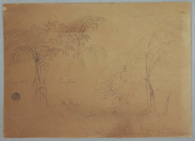 Desenho, Estudo de duas árvores e três plantas, perto de Jorje, Equador, 23 de julho de 1857 de Frederic Edwin Church