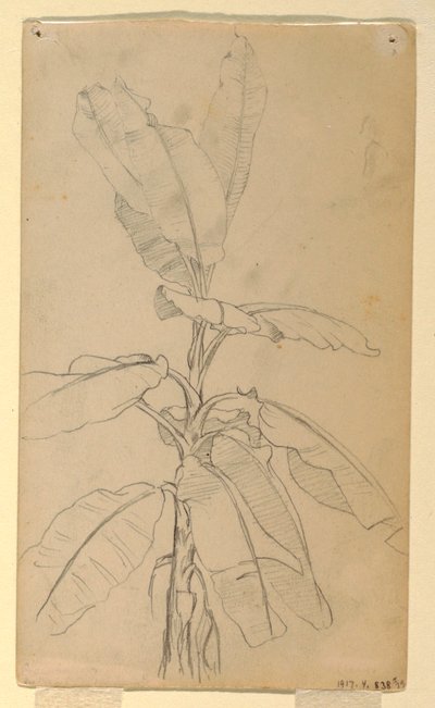 Desenho, Estudo de uma planta de folha longa, maio e junho de 1857 de Frederic Edwin Church