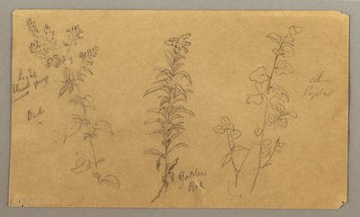 Desenho, Três estudos de plantas, outubro de 1865 de Frederic Edwin Church