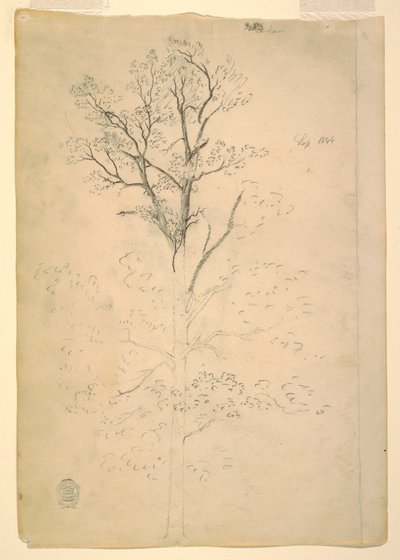 Desenho, Árvore, setembro de 1844 de Frederic Edwin Church