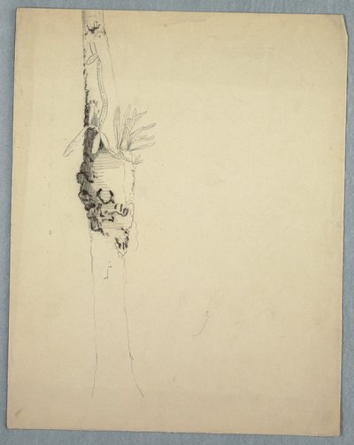 Desenho, tronco de árvore com plantas parasitas, Jamaica, maio-agosto de 1865 de Frederic Edwin Church
