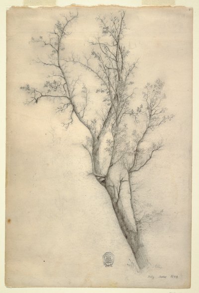 Desenho, Árvore com muitos ramos, julho de 1844 de Frederic Edwin Church