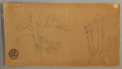 Desenho, Árvores e plantas, Elecampene, setembro de 1856 de Frederic Edwin Church