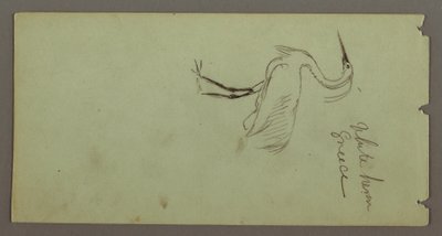 Desenho, Garça branca, possivelmente 1869 de Frederic Edwin Church