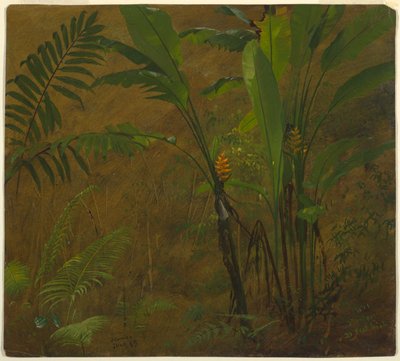 Samambaias e banana selvagem, Jamaica de Frederic Edwin Church
