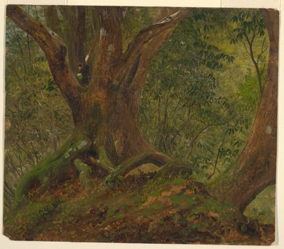 Na floresta, Jamaica de Frederic Edwin Church