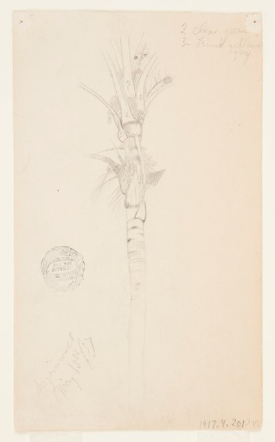 Folhas e caule de uma palmeira, Aspinwall, Panamá de Frederic Edwin Church