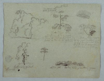 Estudos da natureza, incluindo uma árvore candelabro com uma preguiça, Rio Magdalena, Colômbia de Frederic Edwin Church