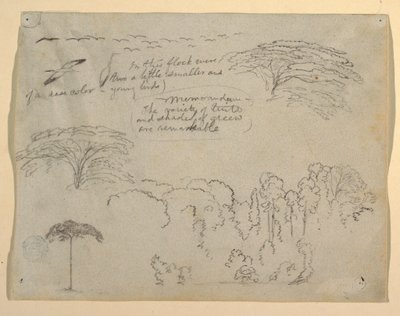 Estudos de pássaros e árvores vistos do Rio Magdalena, Colômbia de Frederic Edwin Church