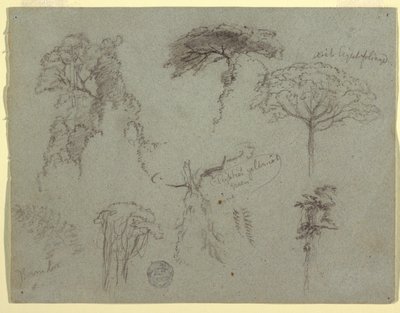 Estudos de Árvores, Equador de Frederic Edwin Church
