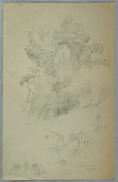 Estudos de árvores e galhos, Jamaica de Frederic Edwin Church