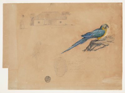 Estudo de Guacamaya, Bogotá, Colômbia de Frederic Edwin Church