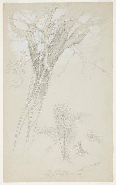 Estudo de tronco de árvore, videira parasita e planta de palmeira, Jamaica de Frederic Edwin Church