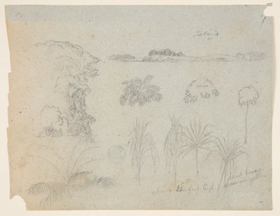 Estudo com copas de árvores, árvores, cinco desenhos de plantas e uma ilha distante de Frederic Edwin Church