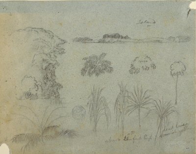 Estudo com copas de árvores, árvores, cinco desenhos de plantas e uma ilha distante de Frederic Edwin Church